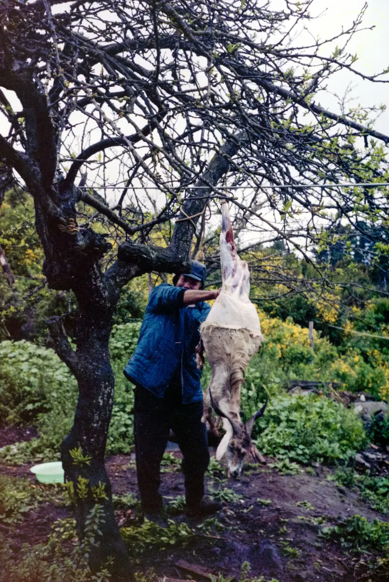 Preparación de una cabra - Roque Faro. 