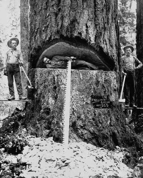 Lumberjacks pose with a Douglas fir tree