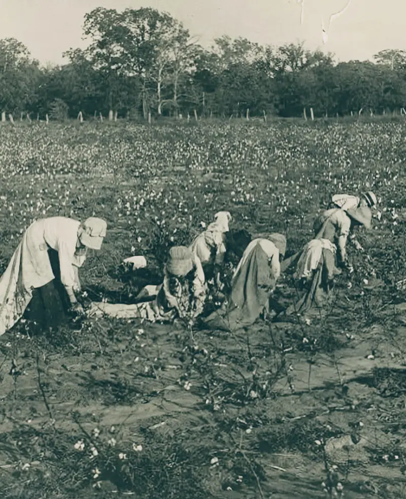 Picking cotton