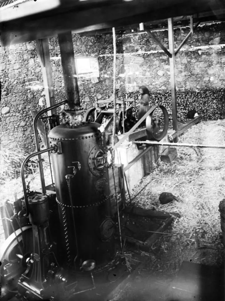 Trapiche en Los Sauces.