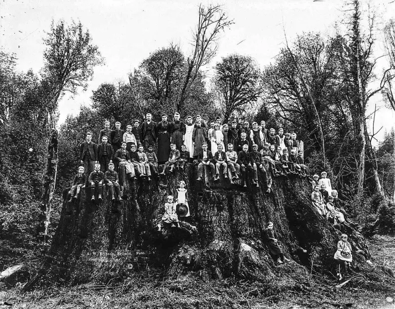 The stump of a giant sequoia tree