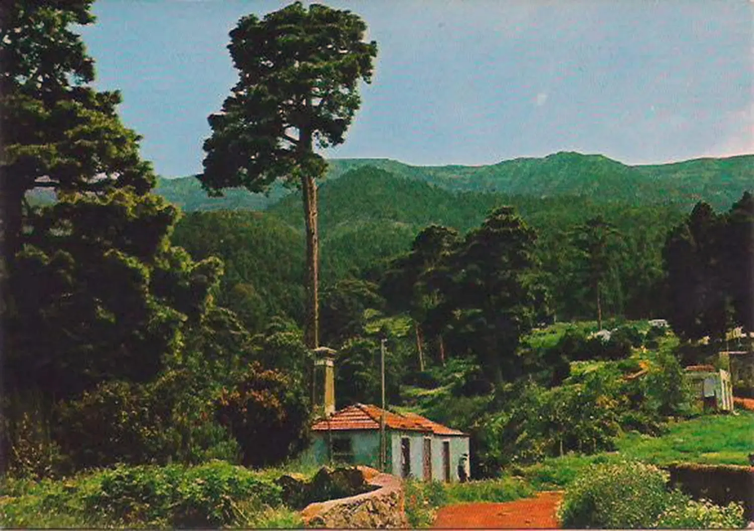 Roque Faro. 