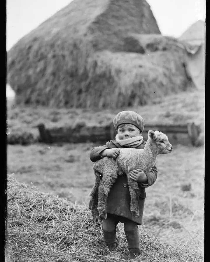 Little boy carrying a newborn lamb