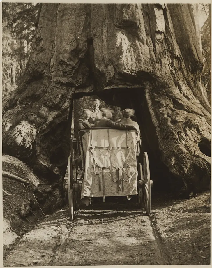 President Theodore Roosevelt Driving Through the Wawona Tunnel Tree, in Yellowstone National Park
