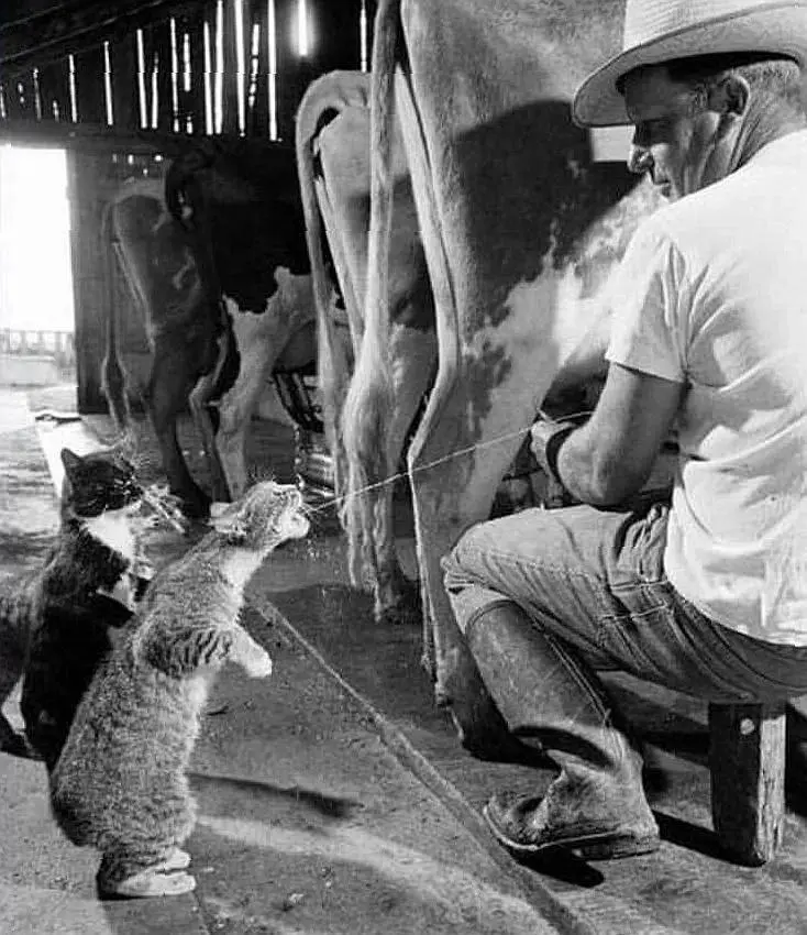 A scene in California