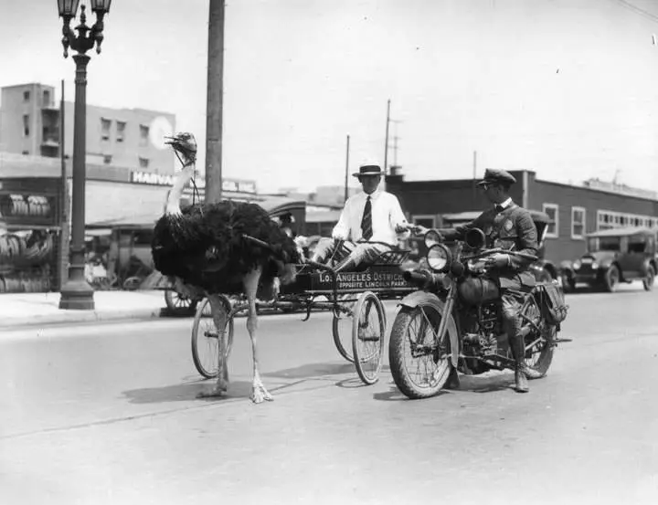 A man in an ostrich drawn cart