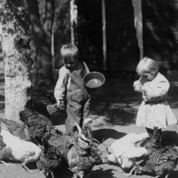 Two young children feeding chickens on a farm.