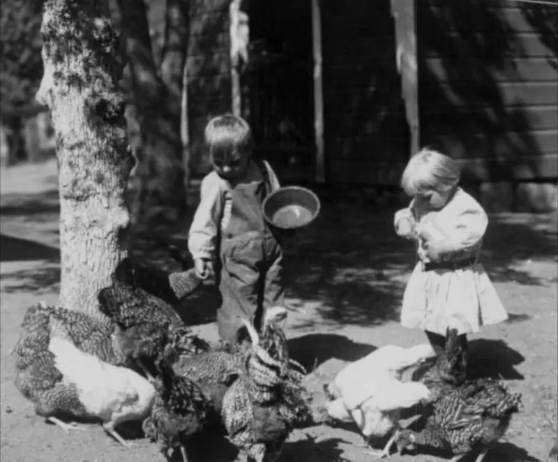 Two young children feeding chickens on a farm.