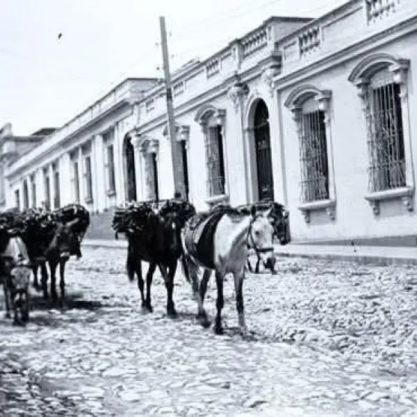 Mulitas cargadas con leña