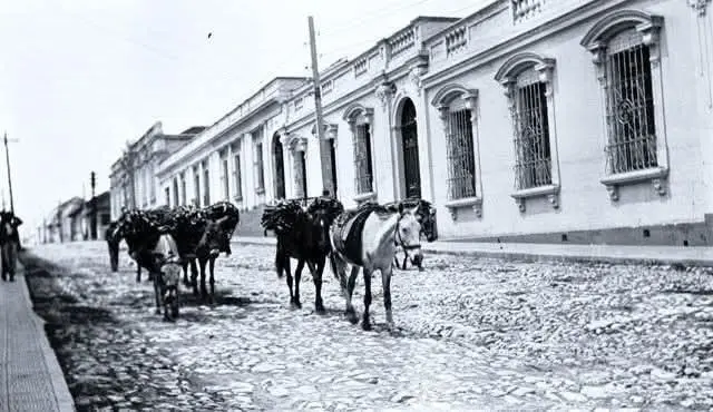 Mulitas cargadas con leña