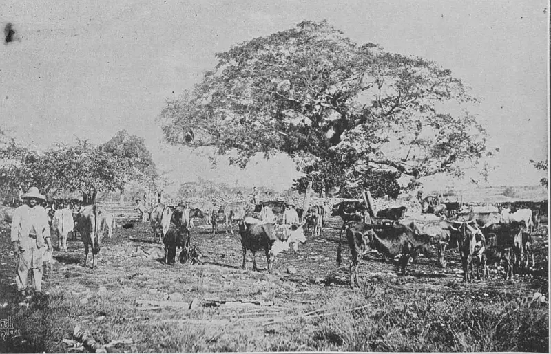 Hacienda en Ciego de Najasa.