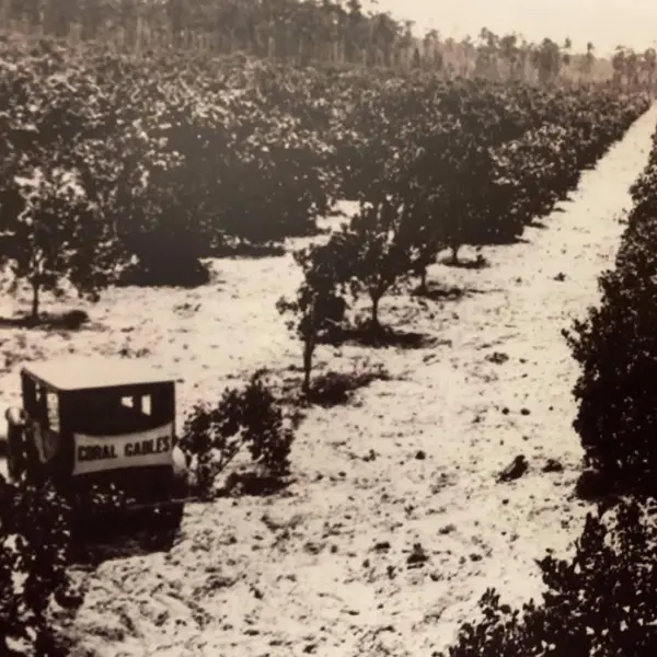 Orange groves