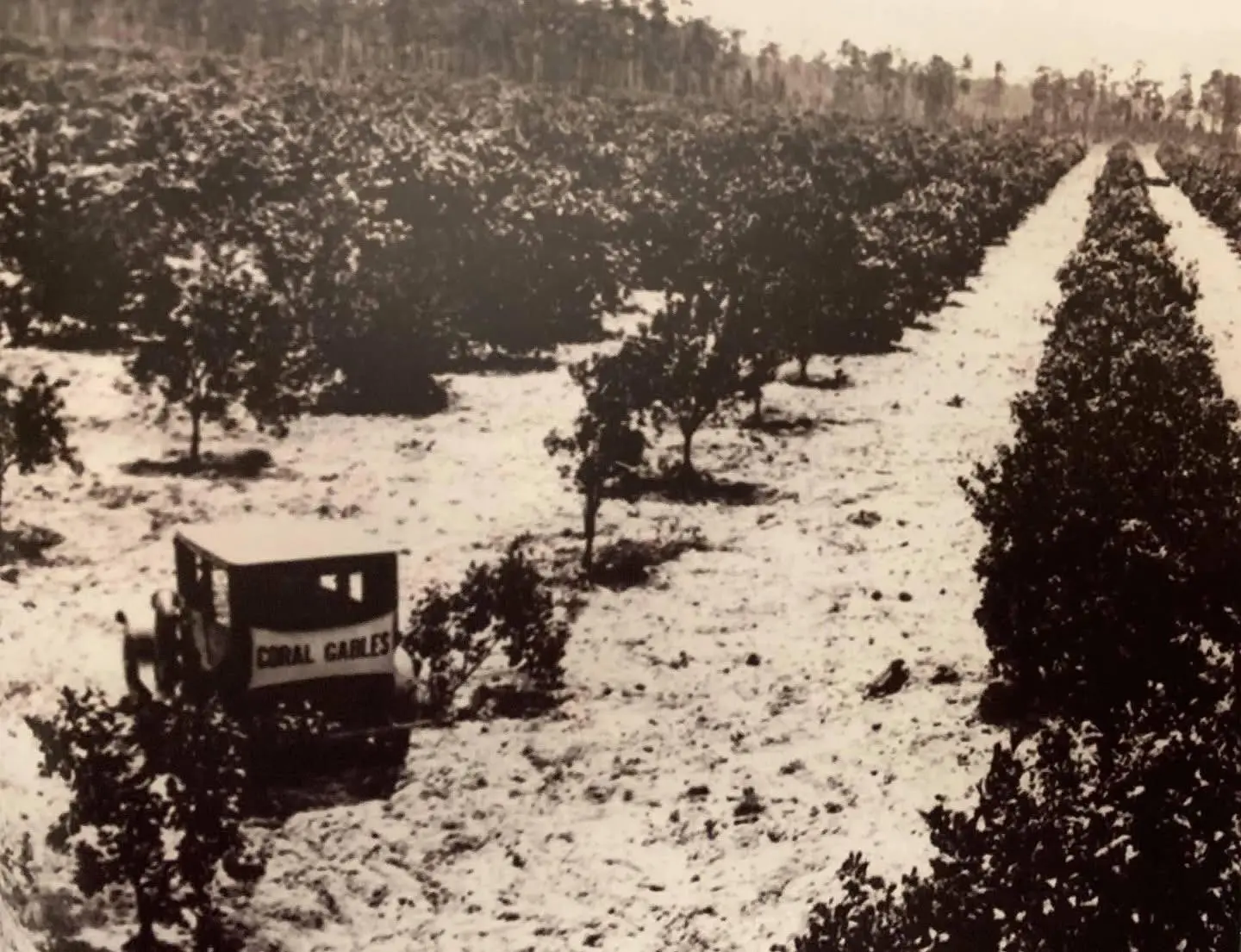 Orange groves