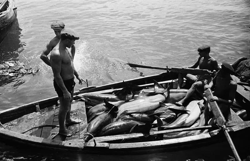 Dolphin fishing in Tuapse