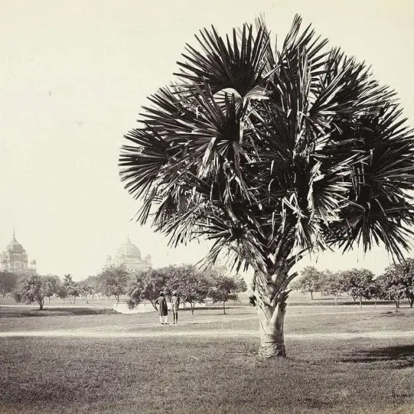A Palm tree