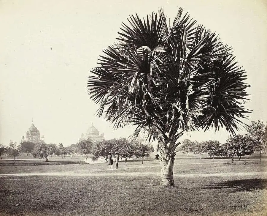 A Palm tree