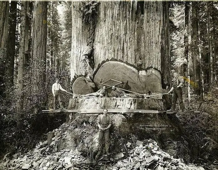 Redwood Felling in California (circa 1880-1920)