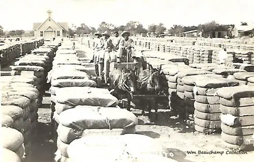 Cotton Scene in the Rio Grand Valley