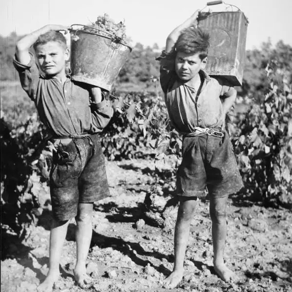 Niños vendimiando