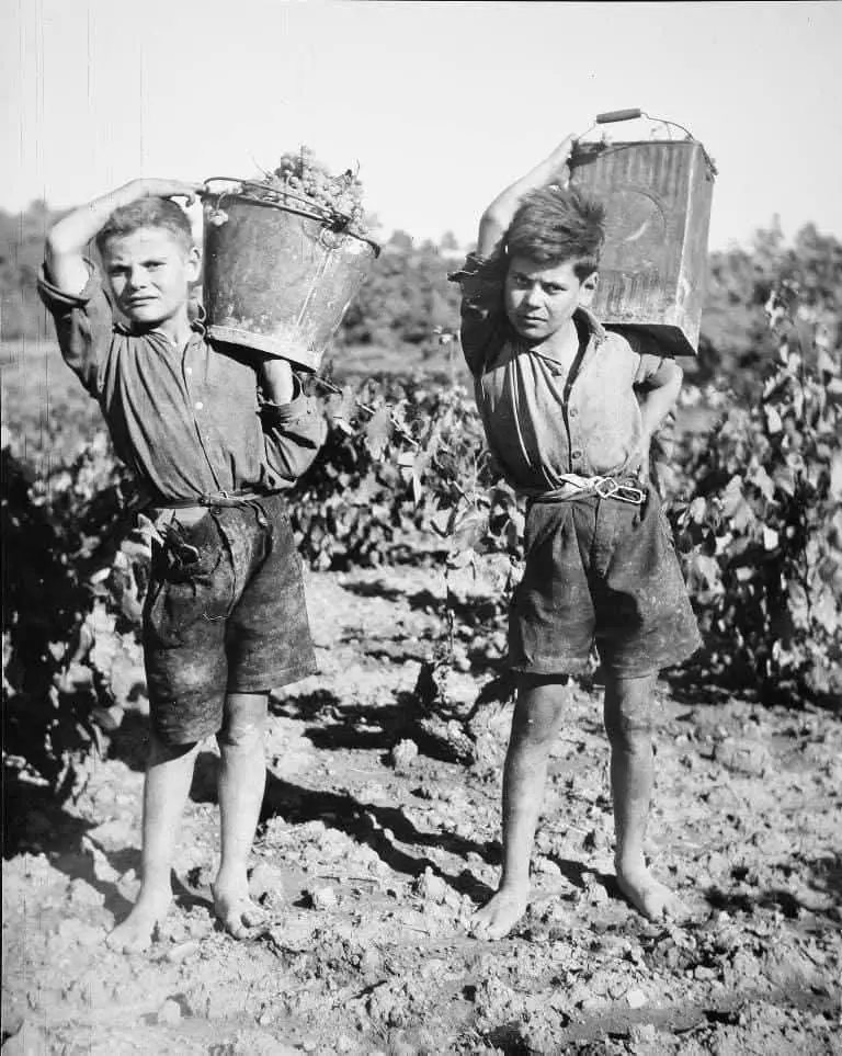 Niños vendimiando Niños vendimiando