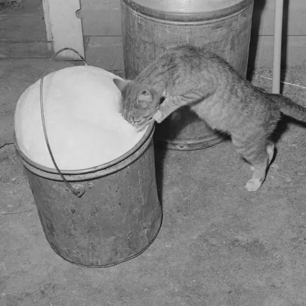 A cat drinking 