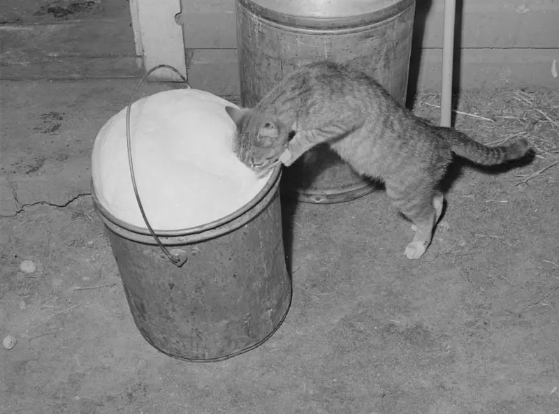 A cat drinking 