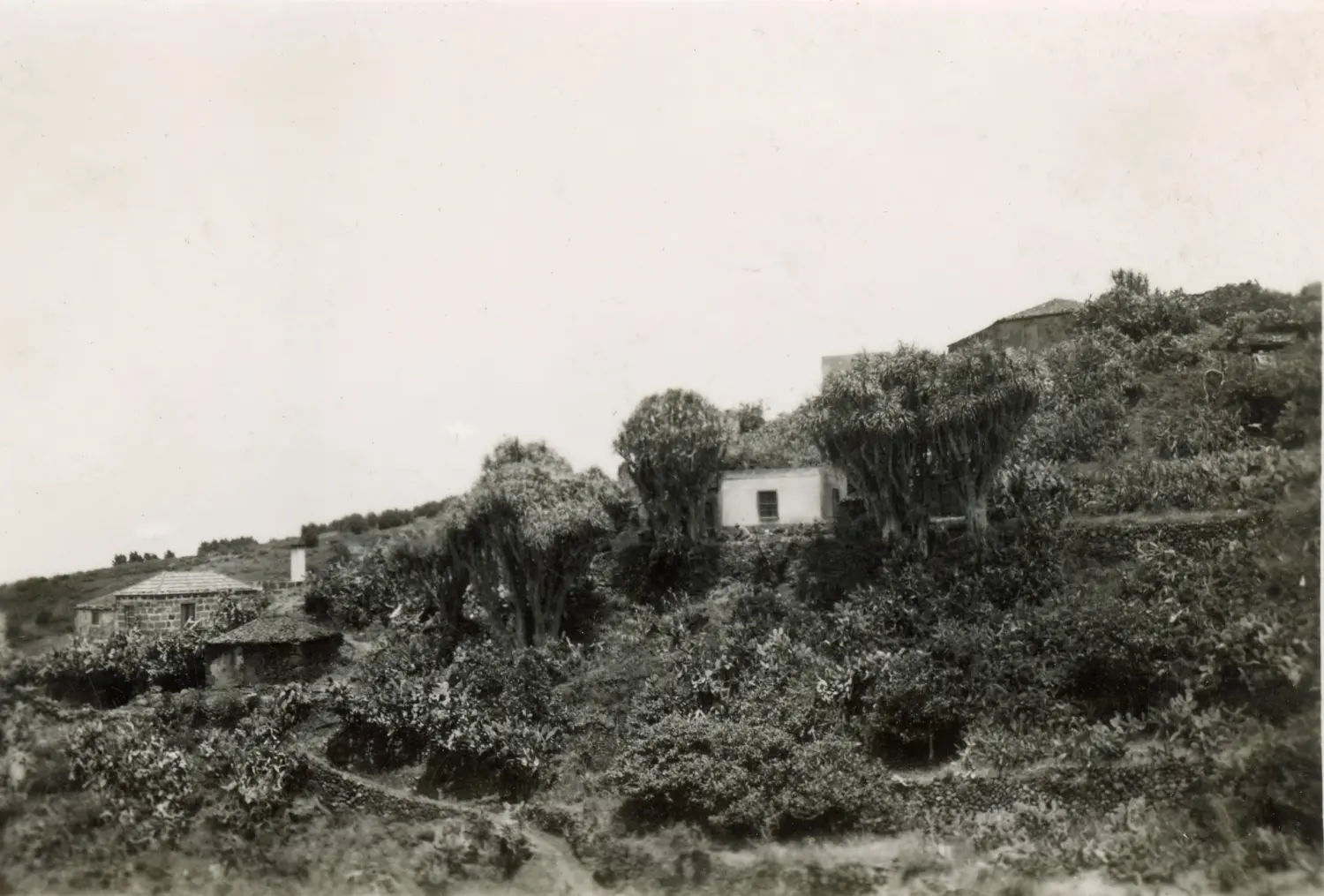 La Tosca - Barlovento