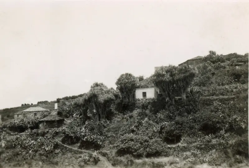 La Tosca - Barlovento