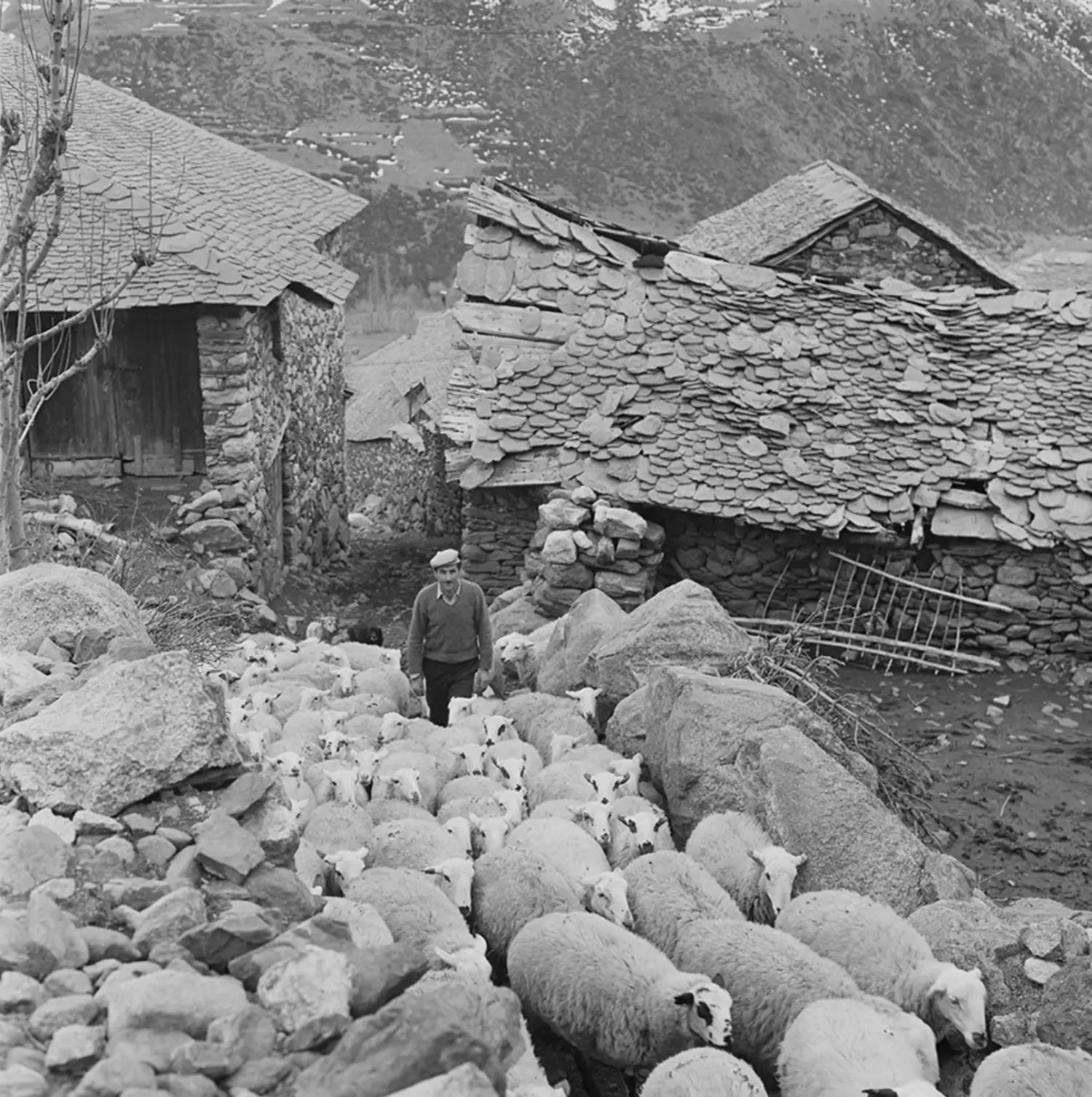 Pastor con su rebaño de ovejas.