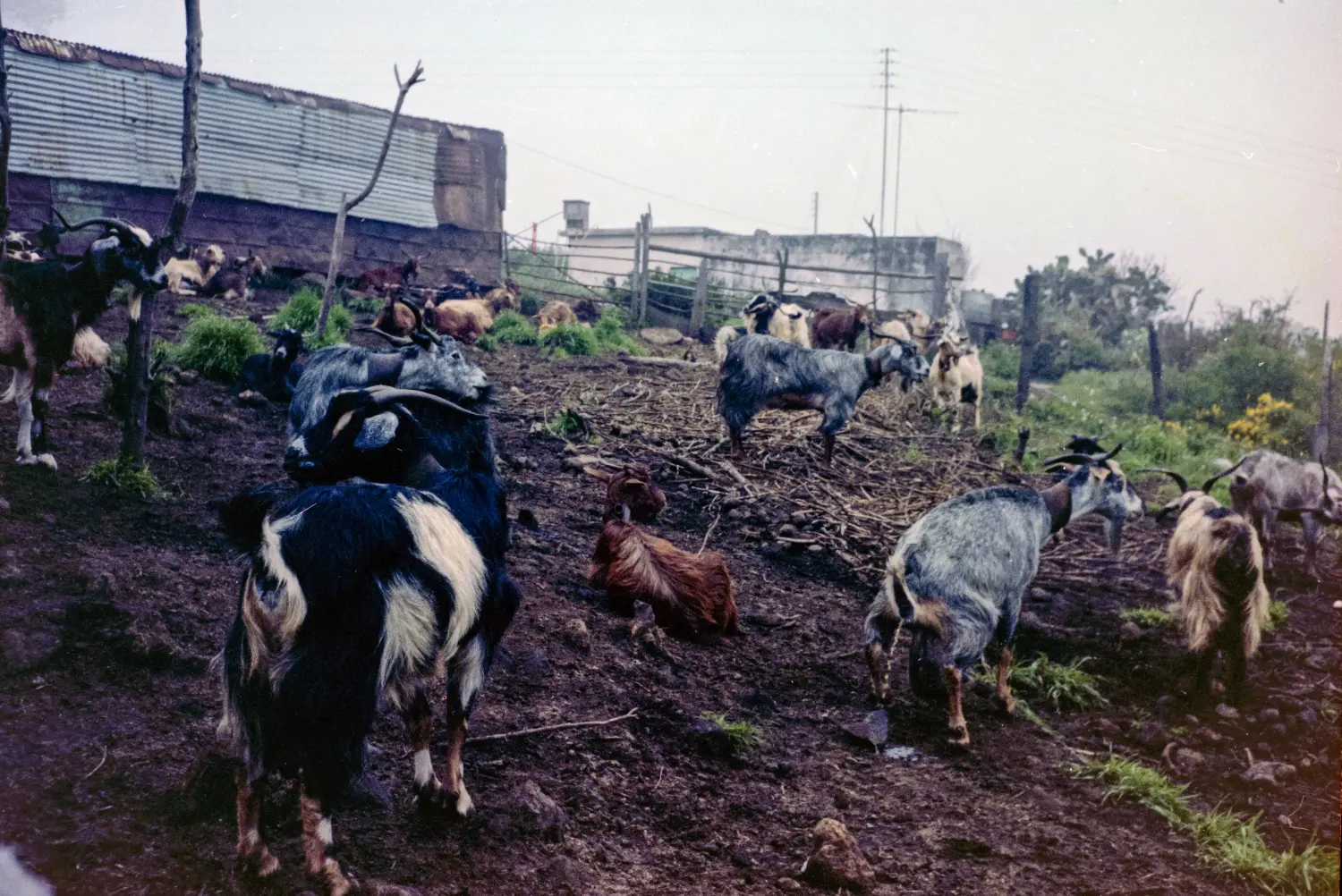 Rebaño de cabras en Roque Faro