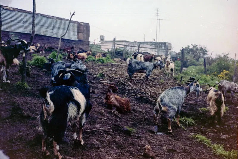 Rebaño de cabras en Roque Faro