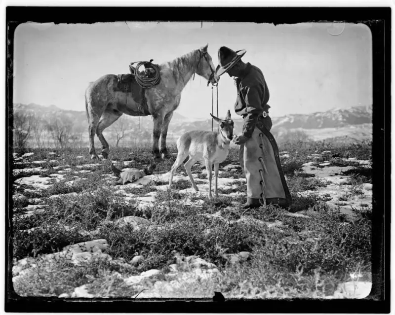 Cowboy offering treats to an antelope on Pitchfork Ranch