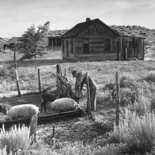 A farmer feeding his livestock