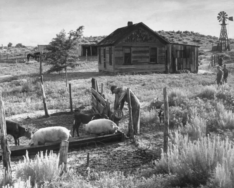 A farmer feeding his livestock