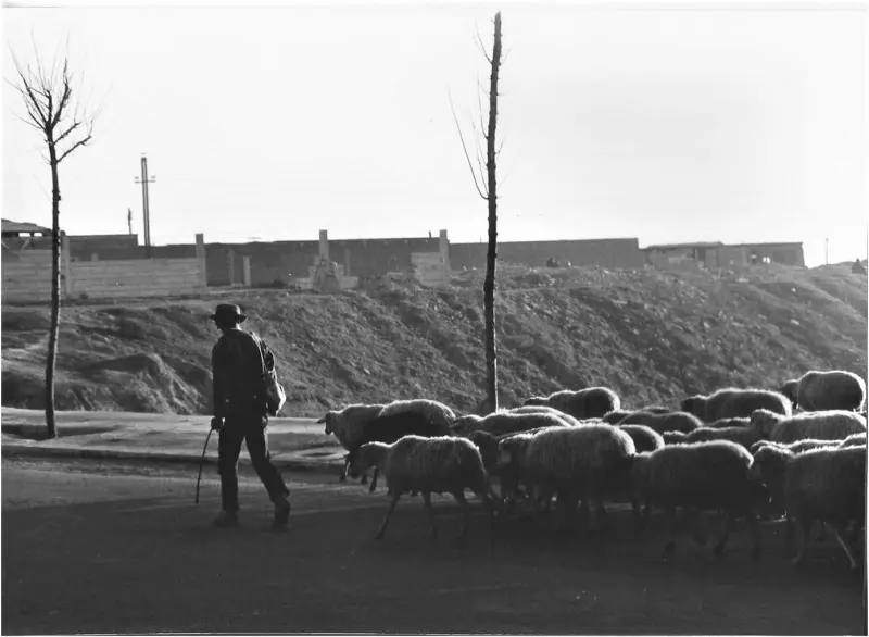 Rebaño de ovejas en la C/ Federico Rubio y Galí
