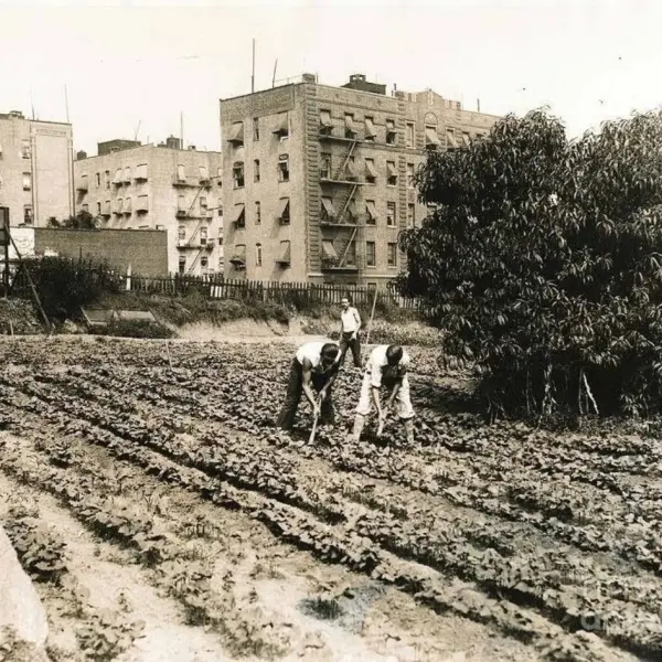 The last farm in Manhattan