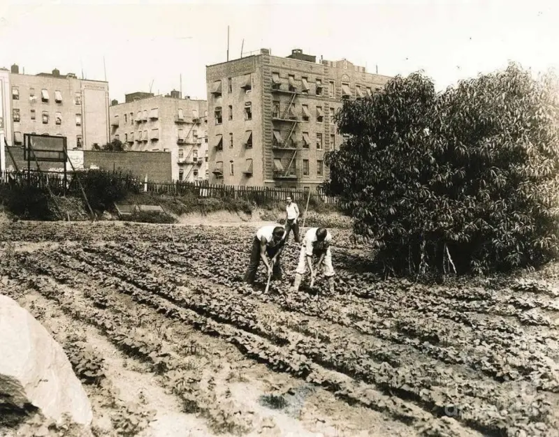The last farm in Manhattan