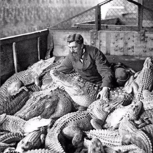 Man Among Alligators and Caimans