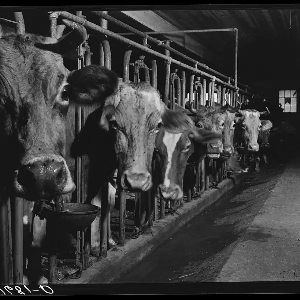 Cows on the farm