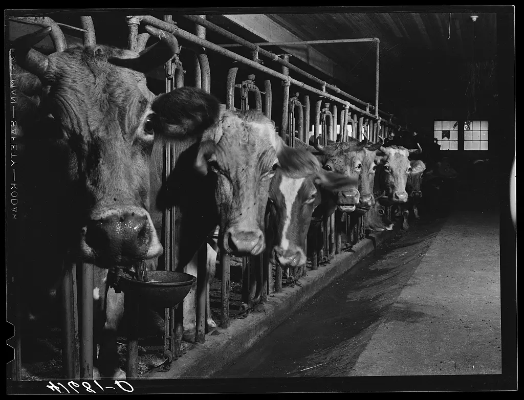 Cows on the farm