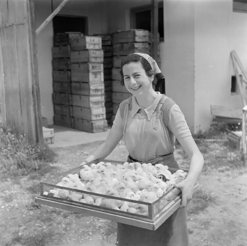 Chickens at a Poultry Farm