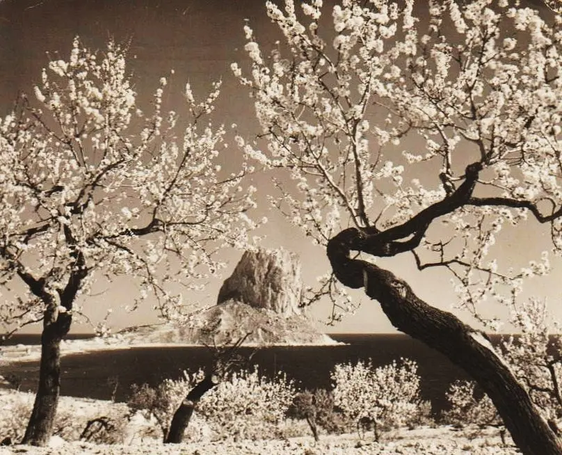 Almendros en flor 