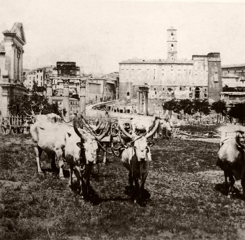 Oxen and carts