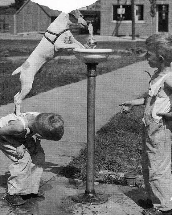 Boy Helps Dog Drink Water