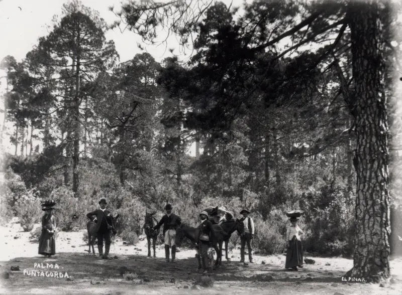 El Pinar - Puntagorda