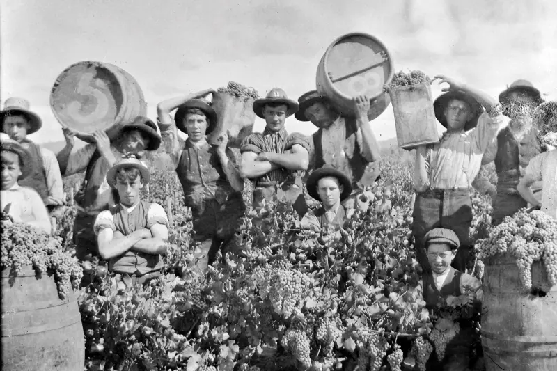 WORKERS IN THE CONCONGELLA VINEYARD