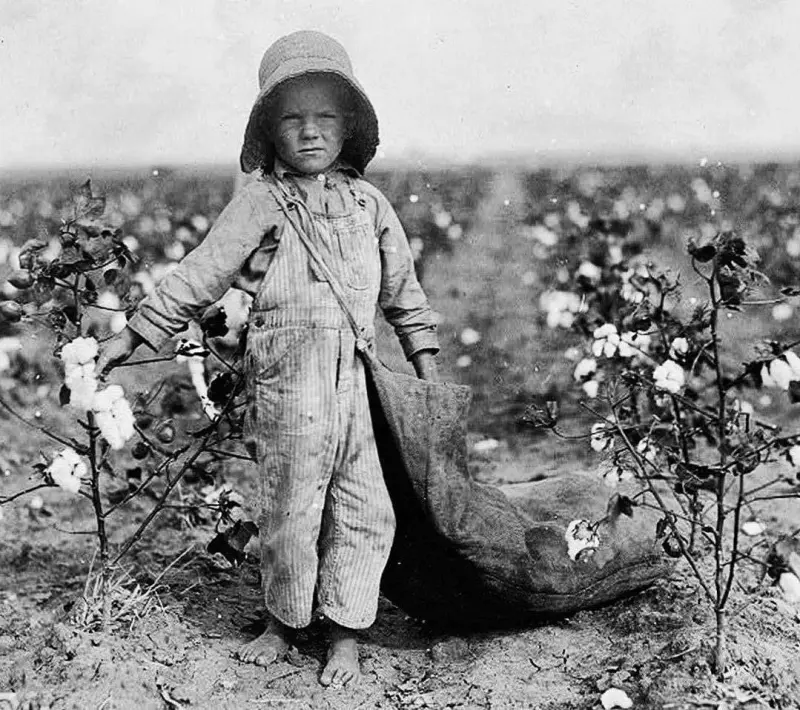 A Young Boy Picking Cotton