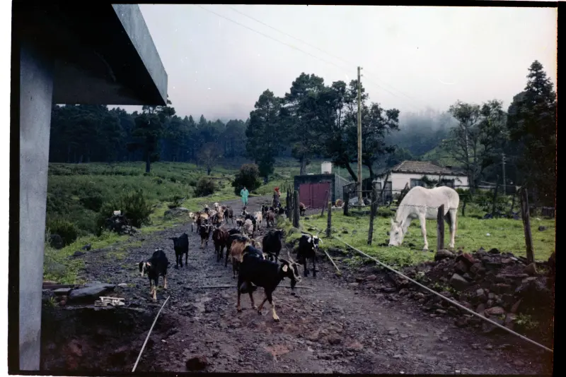 Rebaño de cabras en Roque Faro
