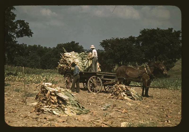 Rounding up the staked tobacco to head to the barn.