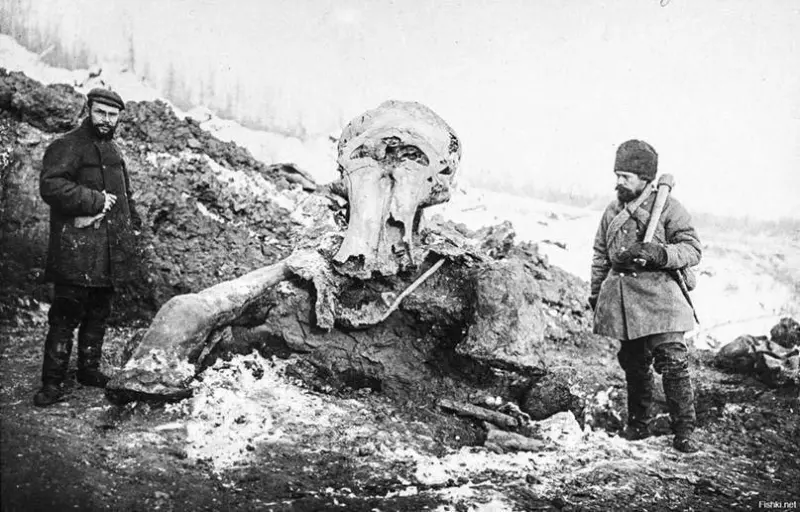Mammoth Remains Found